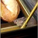 Il video del topolino Girato nel forno dell’aeroporto Charles De Gaulle – Francia